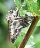 Machimus rusticus